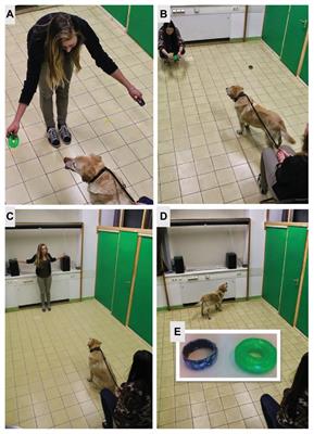 Human Expressions of Object Preference Affect Dogs’ Perceptual Focus, but Not Their Action Choices